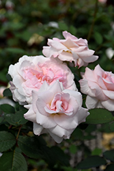 Prairie Snowdrift Rose (Rosa 'Prairie Snowdrift') at Lakeshore Garden Centres