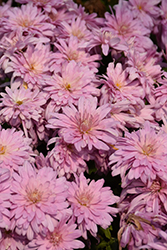 Prairie Lavender Chrysanthemum (Chrysanthemum 'Prairie Lavender') at Lakeshore Garden Centres