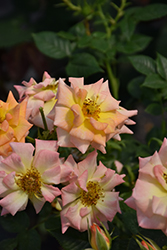 Cutie Pie Rose (Rosa 'WEKruruwel') at Lakeshore Garden Centres
