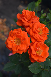 All a'Twitter Rose (Rosa 'WEKcofbunk') at Lakeshore Garden Centres