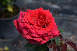 Firefighter Rose (Rosa 'ORAdal') at Lakeshore Garden Centres
