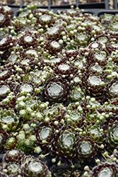 Cobweb Buttons Hens And Chicks (Sempervivum arachnoideum 'Cobweb Buttons') at Peter Knippel Garden Centre