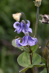 Stand By Me Bush Clematis (Clematis 'Stand By Me') at Peter Knippel Garden Centre