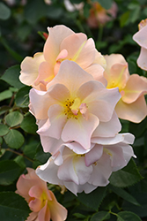 Chinook Sunrise Rose (Rosa 'VLR001') at Green Thumb Garden Centre