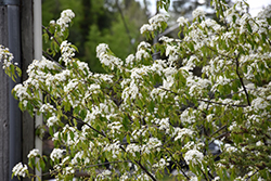 Pincherry (Prunus pennsylvanica) at Lakeshore Garden Centres