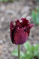 Black Parrot Tulip (Tulipa 'Black Parrot') at Lakeshore Garden Centres