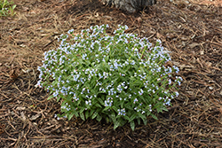 Bertram Anderson Lungwort (Pulmonaria 'Bertram Anderson') at Lakeshore Garden Centres