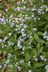Bertram Anderson Lungwort (Pulmonaria 'Bertram Anderson') at Lakeshore Garden Centres
