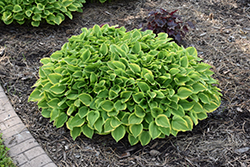 Golden Tiara Hosta (Hosta 'Golden Tiara') at The Mustard Seed