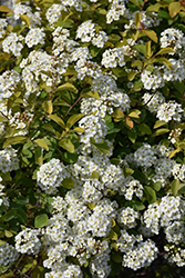 Firegold Spirea (Spiraea x vanhouttei 'Levgold') at Lakeshore Garden Centres