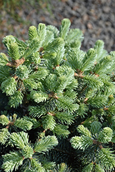 Dwarf Blue Rocky Mountain Fir (Abies lasiocarpa 'Glauca Compacta') at Lakeshore Garden Centres