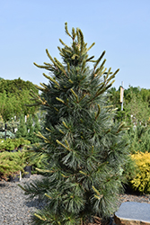 Northern Blue Limber Pine (Pinus flexilis 'Northern Blue') at Lakeshore Garden Centres