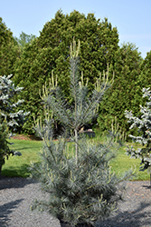 Blue Clovers White Pine (Pinus strobus 'Blue Clovers') at Lakeshore Garden Centres