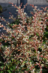 Sunjoy Sequins Japanese Barberry (Berberis thunbergii 'Arlene') at Lakeshore Garden Centres