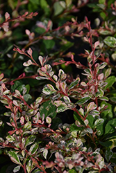 Sunjoy Sequins Japanese Barberry (Berberis thunbergii 'Arlene') at Lakeshore Garden Centres