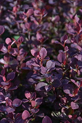 Sunjoy Todo Japanese Barberry (Berberis 'NCBX1') at Lakeshore Garden Centres