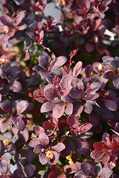 Sunjoy Mini Maroon Japanese Barberry (Berberis thunbergii 'NCBT1') at Lakeshore Garden Centres