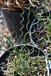Big Twister Corkscrew Rush (Juncus effusus 'Big Twister') at Lakeshore Garden Centres