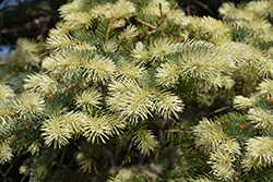 Spring Ghost Blue Spruce (Picea pungens 'Spring Ghost') at Lakeshore Garden Centres