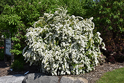 Firegold Spirea (Spiraea x vanhouttei 'Levgold') at Lakeshore Garden Centres