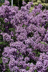 Bloomerang Dark Purple Lilac (Syringa 'SMSJBP7') at Peter Knippel Garden Centre
