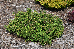 Moscato Barberry (Berberis thunbergii 'BailAnna') at Lakeshore Garden Centres