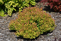 Limoncello Barberry (Berberis thunbergii 'BailErin') at Lakeshore Garden Centres