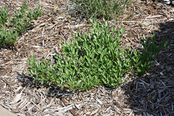 Jade Parade Sandcherry (Prunus pumila 'UCONNPP002') at Lakeshore Garden Centres