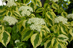 Golden Shadows Pagoda Dogwood (Cornus alternifolia 'Wstackman') at Peter Knippel Garden Centre