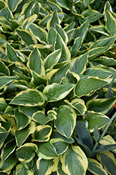 Hertha Hosta (Hosta 'Hertha') at Lakeshore Garden Centres