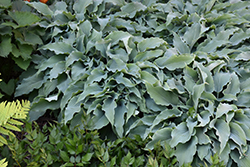 Elvis Lives Hosta (Hosta 'Elvis Lives') at Lakeshore Garden Centres