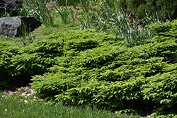 Little Gem Spruce (Picea abies 'Little Gem') at A Very Successful Garden Center