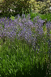 Blue Camassia (Camassia leichtlinii 'Coerulea') at Lakeshore Garden Centres