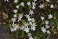 Garden Star Of Bethlehem (Ornithogalum umbellatum) at Lakeshore Garden Centres