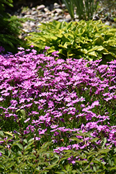 Arctic Phlox (Phlox borealis) at Lakeshore Garden Centres