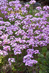 Sempervivum-leaved Rock Jasmine (Androsace sempervivoides) at Lakeshore Garden Centres