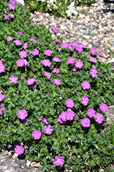 Alpenglow Cranesbill (Geranium sanguineum 'Alpenglow') at Lakeshore Garden Centres