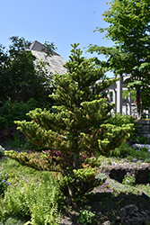 Wustemeyer Korean Fir (Abies koreana 'Wustemeyer') at Lakeshore Garden Centres