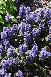 Gaiety Bugleweed (Ajuga reptans 'Gaiety') at Lakeshore Garden Centres