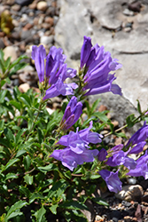 Holly Sawleaf Bush Beard Tongue (Penstemon fruticosus 'Holly') at Lakeshore Garden Centres