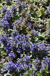Silver Queen Bugleweed (Ajuga reptans 'Silver Queen') at Lakeshore Garden Centres