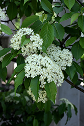 HomeFree Nannyberry Viburnum (Viburnum lentago 'HomeFree') at Lakeshore Garden Centres