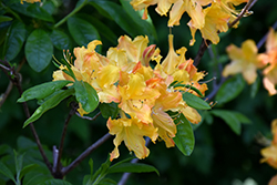 Golden Lights Azalea (Rhododendron 'Golden Lights') at Golden Acre Home & Garden