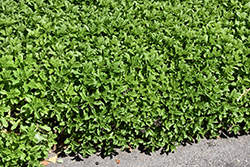 Selskian Stonecrop (Sedum selskianum) at Lakeshore Garden Centres