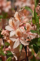 Spicy Lights Azalea (Rhododendron 'Spicy Lights') at Lakeshore Garden Centres
