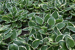 Green Gold Hosta (Hosta 'Green Gold') at Lakeshore Garden Centres
