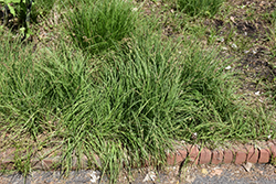 Variegated Black Blooming Sedge (Carex nigra 'Variegata') at Lakeshore Garden Centres