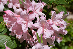 Candy Lights Azalea (Rhododendron 'Candy Lights') at Golden Acre Home & Garden