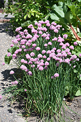 Forescate Chives (Allium schoenoprasum 'Forescate') at Lakeshore Garden Centres