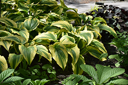 Gold-Variegated Mountain Hosta (Hosta montana 'Aureomarginata') at Peter Knippel Garden Centre